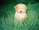 Oona Poodle By The Wind