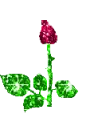 blooming rose bud