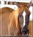 thanks for the add horse