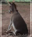 tanks for the add donkey