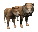 lion couple