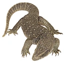 monitor lizard