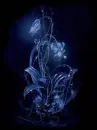 night flower