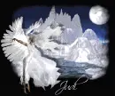 judi white winter angel