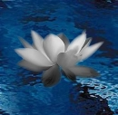 White water lilly.