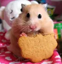 cute hamster