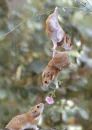 hamster love
