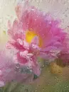 pink flower window rain