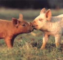 love pig