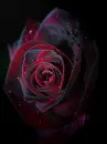 spotlight dark rose
