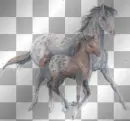 Happy horses