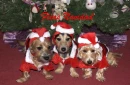 fleas navidad