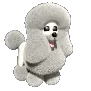 poodle