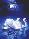 swan night