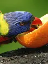 parrot eating an orange