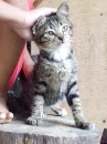 Coloured Cats