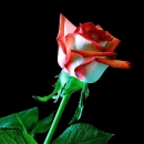 Beauty