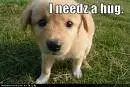 Cute Puppy