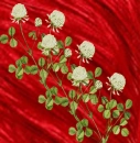 White clover.