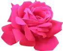 Pink Rose