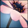 Pink Flower