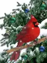 christmas cardinal