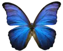 mariposa