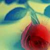 pretty rose