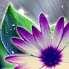 pretty flower