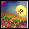 pretty flower