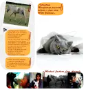Animals, Michael Jackson