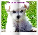 Bichon