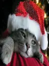 christmas santa cat