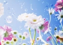 Romantic Flower