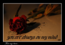 rose