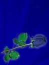 dew on a blue rose