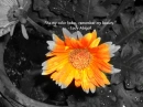 As my color fades...