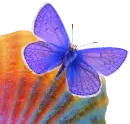una mariposa sobre colores