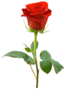 rosa roja