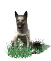 german shepard