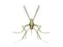 mosquito