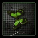 Green Butterfly