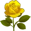 YELLOW ROSE