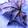 purple leaf