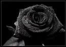 Black Rose