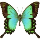 butterfly