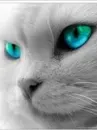 kitten with blue eyes