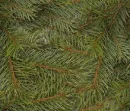 christmas pine tree wallpaper