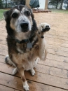 Sad Doggie
