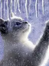 icicle cat